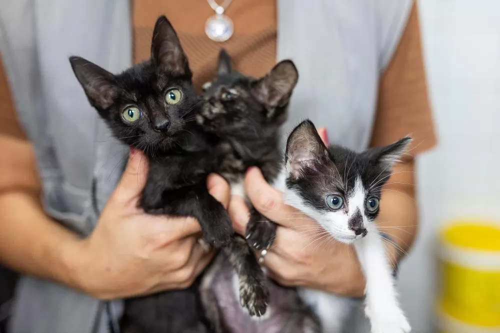 Foto: Guilherme Pereira