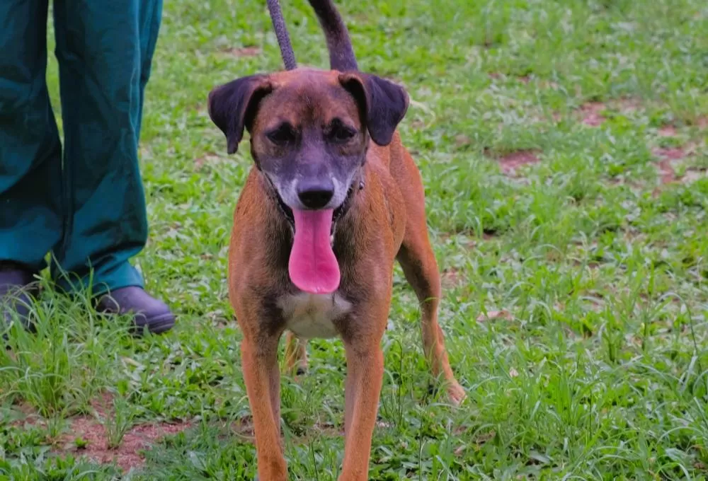 Foto: Divulgação/DBEA