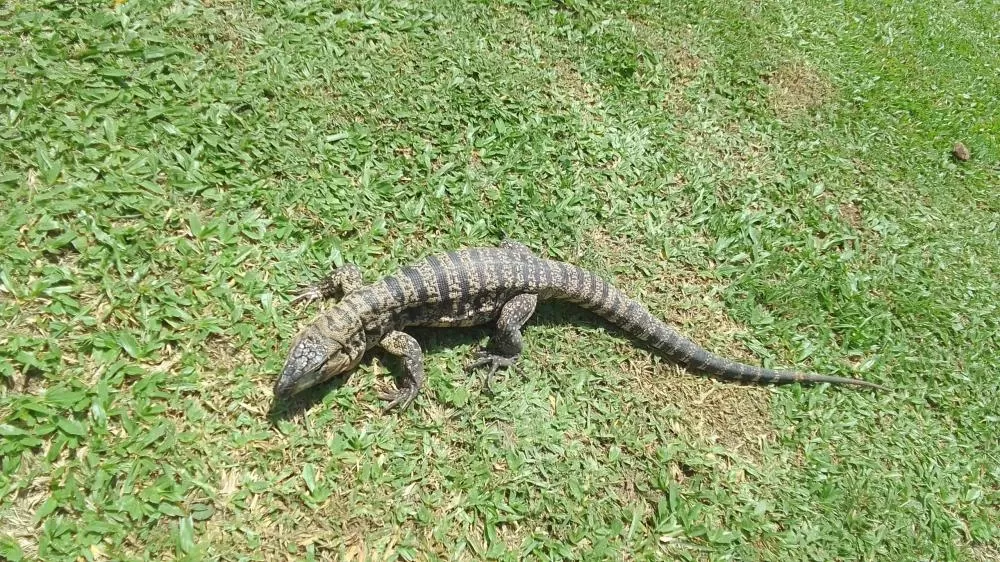 Foto: Divulgação/DPA