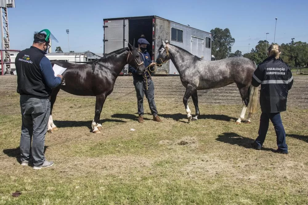 Fernando Dias/Seapi (equinos)